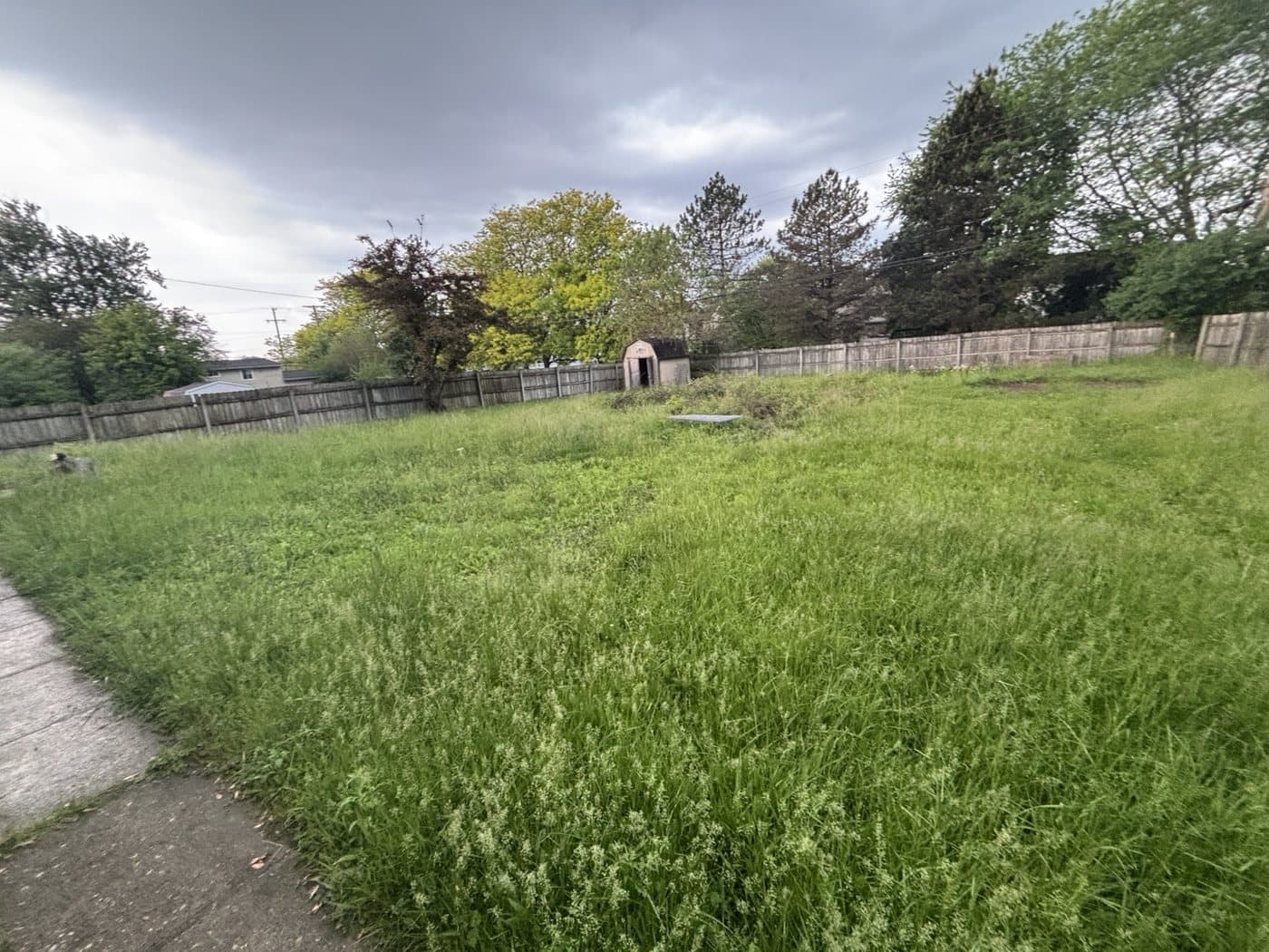 Overgrown backyard before Clean Edge cleanup